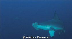 hammerhead great opportunities cocos island, costa rica by Andres Berrocal 